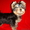 Продажа щенков йоркширского терьера, йорки - Изображение #3, Объявление #211720