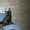 Корниш рекс- кудрявые кошки - Изображение #2, Объявление #202457