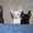 Корниш рекс- кудрявые кошки - Изображение #1, Объявление #202457