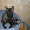 Корниш рекс- кудрявые кошки #202457