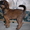 Продается щенок брюссельский гриффон - Изображение #2, Объявление #203596