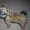 Продается щенок брюссельский гриффон - Изображение #3, Объявление #203596