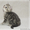 Замечательные шотландские котята #188005
