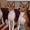 рыже-белые щенки басенджи - Изображение #1, Объявление #206949