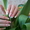 Ногти,ресницы  и волосы - Изображение #3, Объявление #207591