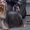 Продажа щенков йоркширского терьера, йорки - Изображение #6, Объявление #211720