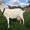 Козочки от молочной козы - Изображение #1, Объявление #229142
