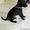 Левретка, щенки в Самаре - Изображение #1, Объявление #248623
