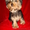 Продажа йорков, щенки йоркширского терьера - Изображение #2, Объявление #221294
