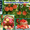 крупным оптом крымские фрукты: Черешня,  Персик,  Слива,  Виноград,  Яблоки