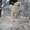 Щенки пиренейской горной собаки
