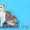 Питомник Диамонд-кетс шотландских кошек #254330