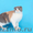 Питомник Диамонд-кетс шотландских кошек - Изображение #2, Объявление #254330