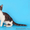 Питомник Диамонд-кетс шотландских кошек - Изображение #1, Объявление #254330