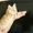 Курильский Бобтейл котята - Изображение #4, Объявление #277510