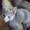 Очаровательные котята Русской голубой кошки #249241