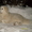 Щенки пиренейской горной собаки - Изображение #2, Объявление #267458