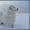 Щенки пиренейской горной собаки - Изображение #3, Объявление #267458