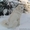 Щенки пиренейской горной собаки - Изображение #4, Объявление #267458