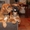 Чудесный щенок родезийского риджбека экстра класса! - Изображение #2, Объявление #251897