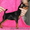 Продаются щенки цвергпинчера (окрас черно подпалый) - Изображение #2, Объявление #299296