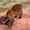 Медведи и Вулканы Камчатки - Изображение #3, Объявление #305755