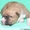 очаровательные щенки американского стаффордширского терьера - Изображение #2, Объявление #296787