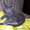 Продам котят русской голубой кошки #279997