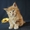 Котята мейн кун из питомника Nord-Westland #291480