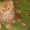 Продам очаровательних персидских котиков - Изображение #1, Объявление #294452