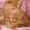Продам очаровательних персидских котиков - Изображение #4, Объявление #294452