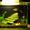 аквариум на 40 литров с рыбками #294274