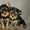 Йоркширские щенки - Изображение #2, Объявление #306643