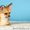 Чихуахуа.Карманная собачка недорого - Изображение #1, Объявление #381091