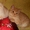 Мраморные британские и шотландские котята #377577