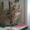 Персидские серебристые котята клубные - Изображение #5, Объявление #376750