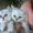 Персидские серебристые котята клубные - Изображение #3, Объявление #376750