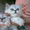Персидские серебристые котята клубные - Изображение #1, Объявление #376750