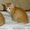 Рыженькие котята ждут хозяев #392957