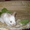 декоративные крольчата - Изображение #2, Объявление #417112