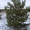 Продаем сосны новогодние живые пушистые (елки,  ели,  сосенки) к Новому Году оптом