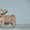 Чихуахуа мини щенков редких окрасов - Изображение #5, Объявление #447691