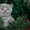 очаровательные британские котятки - Изображение #2, Объявление #482635