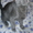 Русская голубая котенок - Изображение #1, Объявление #481087