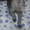 Русская голубая котенок #481087