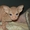 Донской сфинкс, котята - Изображение #1, Объявление #486492