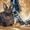 Чистопородные карликовые кролики - Изображение #1, Объявление #490447