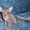 Донской сфинкс, котята - Изображение #3, Объявление #486492