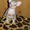 Донской сфинкс, котята - Изображение #2, Объявление #486492