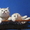  шотландские котята  ждут любящего , ответственного хозяина   - Изображение #1, Объявление #487202